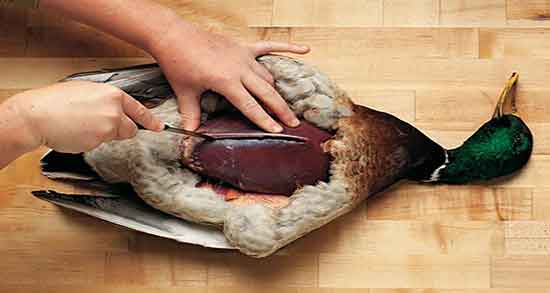 خواص گوشت اردک برای نازایی ؛ فواید گوشت اردک برای نازایی زنان خواص گوشت اردک برای نازایی ؛ فواید گوشت اردک برای نازایی زنان