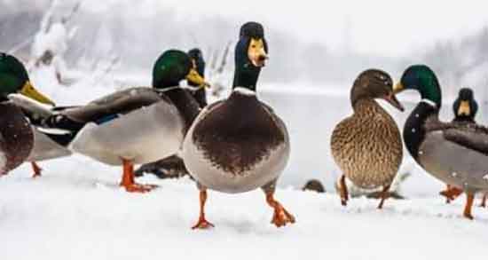 خواص گوشت اردک در طب اسلامی ؛ فواید گوشت اردک از نظر اسلام خواص گوشت اردک در طب اسلامی ؛ فواید گوشت اردک از نظر اسلام