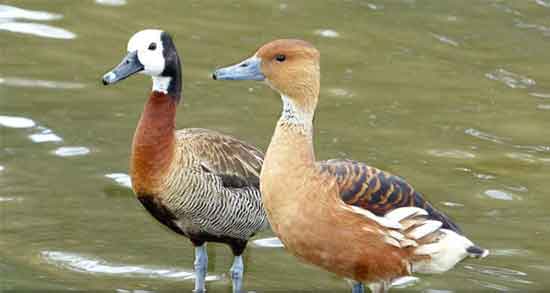 خواص گوشت اردک کله سبز و فواید گوشت اردک کله سبز برای اطفال خواص گوشت اردک کله سبز ؛ فواید گوشت اردک کله سبز برای اطفال