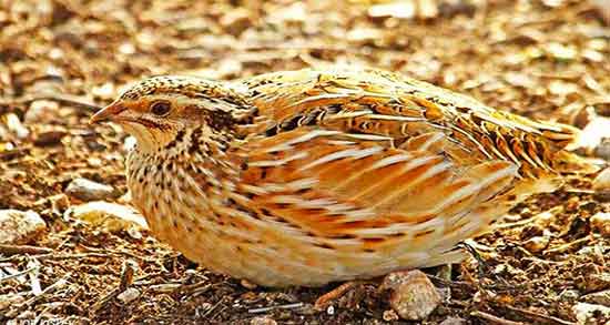 خواص گوشت بلدرچین برای مردان ؛ گوشت بلدرچین برای قوای جنسی خواص گوشت بلدرچین برای مردان ؛ گوشت بلدرچین برای قوای جنسی