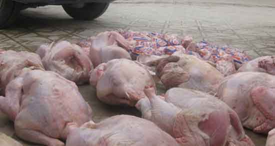 خواص گوشت بوقلمون برای نوزاد و فواید گوشت بوقلمون برای جنین خواص گوشت بوقلمون برای نوزاد ؛ فواید گوشت بوقلمون برای جنین