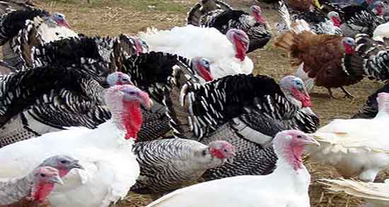 خواص گوشت بوقلمون برای کبد چرب و گوشت بوقلمون درمان کبد چرب خواص گوشت بوقلمون برای کبد چرب ؛ گوشت بوقلمون درمان کبد چرب