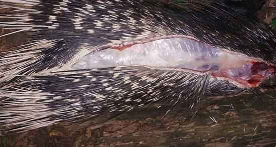 خواص گوشت جوجه تیغی برای آسم و درمان اسم با گوشت جوجه تیغی خواص گوشت جوجه تیغی برای آسم ؛ درمان اسم با گوشت جوجه تیغی