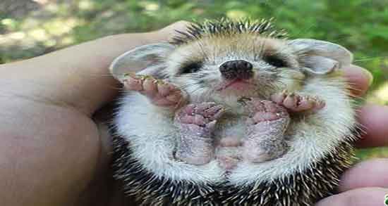 خواص گوشت جوجه تیغی برای ریه و گوشت جوجه تیغی برای تنفس خواص گوشت جوجه تیغی برای ریه ؛ گوشت جوجه تیغی برای تنفس