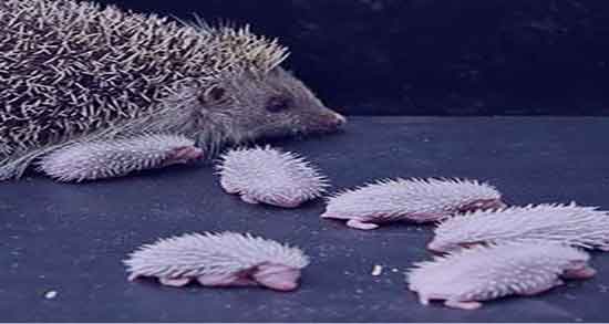 خواص گوشت جوجه تیغی برای زن باردار و گوشت جوجع تیغی برای بارداران خواص گوشت جوجه تیغی برای زن باردار ؛ گوشت جوجع تیغی برای بارداران