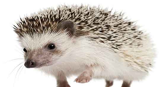 خواص گوشت جوجه تیغی برای قلب و درمان تپش قلب با جوجه تیغی خواص گوشت جوجه تیغی برای قلب ؛ درمان تپش قلب با جوجه تیغی