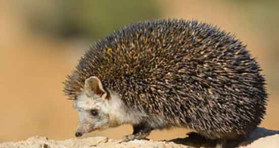 خواص گوشت جوجه تیغی برای چه بیماری خوب است و مضرات آن خواص گوشت جوجه تیغی برای چه بیماری خوب است ؛ جوجه تیغی و ریه