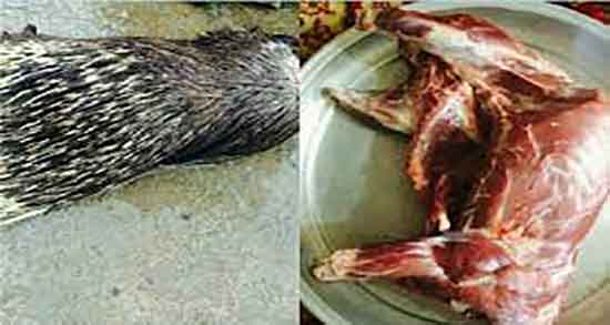 خواص گوشت جوجه تیغی بزرگ و خاصیت گوشت جوجه تیغی بزرگ چیست خواص گوشت جوجه تیغی بزرگ ؛ خاصیت گوشت جوجه تیغی بزرگ چیست