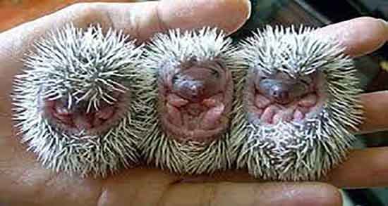 خواص گوشت جوجه تیغی چیست و گوشت جوجه تیغی برای سرطان خواص گوشت جوجه تیغی چیست ؛ گوشت جوجه تیغی برای سرطان