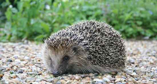 خواص گوشت جوجه تیغی یا چوله و فواید گوشت جوجه تیغی یا چوله خواص گوشت جوجه تیغی یا چوله ؛ فواید گوشت جوجه تیغی یا چوله