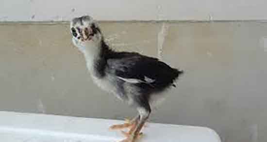 خواص گوشت جوجه خروس طب سنتی و گوشت جوجه خروس برای بدن خواص گوشت جوجه خروس طب سنتی ؛ گوشت جوجه خروس برای بدن