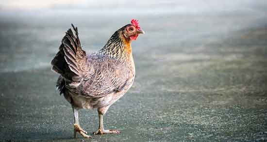 خواص گوشت خروس برای زن باردار و حفظ سلامت جنین و زن باردار با مصرف گوشت خروس خواص گوشت خروس برای زن باردار ؛ حفظ سلامت جنین و زن باردار با مصرف گوشت خروس