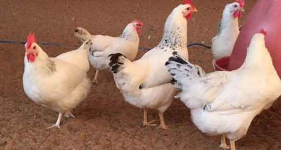 خواص گوشت خروس در روایات و بررسی خواص درمانی گوشت خروس در احادیث و روایات خواص گوشت خروس در روایات ؛ بررسی خواص درمانی گوشت خروس در احادیث و روایات