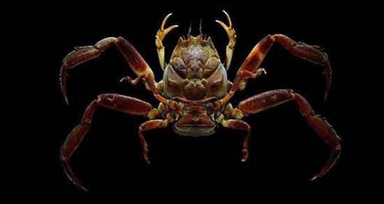 خواص گوشت خرچنگ برای صورت و پاکسازی پوست با ماسک خرچنگ خواص گوشت خرچنگ برای صورت ؛ پاکسازی پوست با ماسک خرچنگ