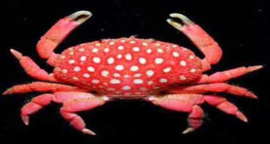 خواص گوشت خرچنگ در بارداری و گوشت خرچنگ برای جنین زنان باردار خواص گوشت خرچنگ در بارداری ؛ گوشت خرچنگ جنین زنان باردار