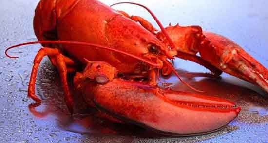 خواص گوشت خرچنگ دریایی و فواید گوشت خرچنگ دریایی برای زنان باردار خواص گوشت خرچنگ دریایی ؛ فواید گوشت خرچنگ دریایی برای زنان باردار