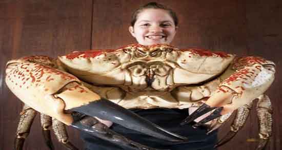 خواص گوشت خرچنگ چیست و خاصیت گوشت خرچنگ برای بدن چیست خواص گوشت خرچنگ چیست ؛ خاصیت گوشت خرچنگ برای بدن چیست