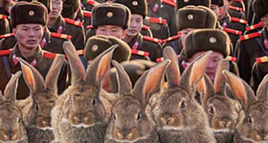 خواص گوشت خرگوش برای سرطان و گوشت خرگوش مفید برای سرطان خواص گوشت خرگوش برای سرطان ؛ گوشت خرگوش مفید برای سرطان