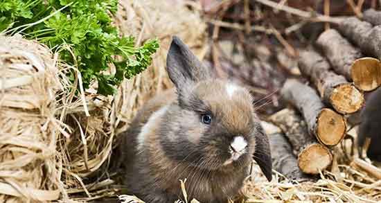 خواص گوشت خرگوش برای نازایی ؛ گوشت خرگوش برای درمان ناباروری خواص گوشت خرگوش برای نازایی ؛ گوشت خرگوش برای درمان ناباروری