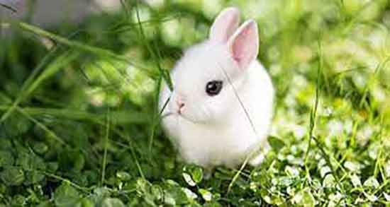 خواص گوشت خرگوش بیابانی و خاصیت گوشت خرگوش صحرایی خواص گوشت خرگوش بیابانی ؛ خاصیت گوشت خرگوش صحرایی