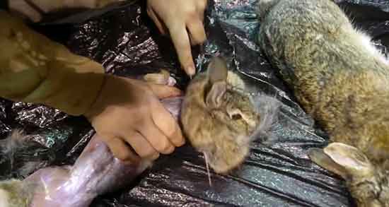 خواص گوشت خرگوش در طب سنتی و گوشت خرگوش از نظر طب سنتی خواص گوشت خرگوش در طب سنتی ؛ گوشت خرگوش از نظر طب سنتی