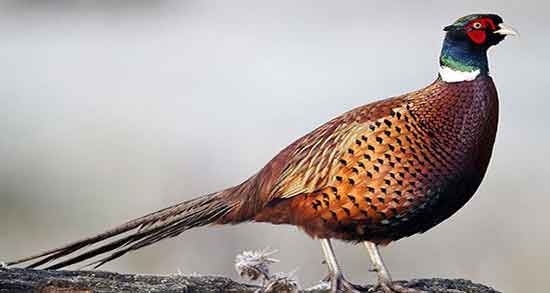 خواص گوشت قرقاول نر و آشنایی با خاصیت و فواید مصرف گوشت قرقاول نر خواص گوشت قرقاول نر ؛ آشنایی با خاصیت و فواید مصرف گوشت قرقاول نر