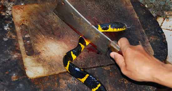 خواص گوشت مار برای اسپرم و تقویت و افزایش تعداد اسپرم با خوردن گوشت مار خواص گوشت مار برای اسپرم ؛ تقویت و افزایش تعداد اسپرم با خوردن گوشت مار