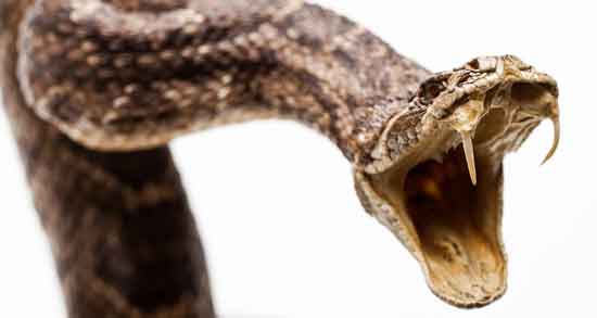 خواص گوشت مار برای انسان و خاصیت دارویی و درمانی گوشت مار برای سلامت بدن خواص گوشت مار برای انسان ؛ خاصیت دارویی و درمانی گوشت مار برای سلامت بدن