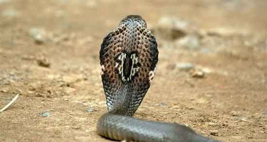 خواص گوشت مار برای زن باردار و آشنایی با خاصیت خوردن گوشت مار در دوران بارداری خواص گوشت مار برای زن باردار ؛ آشنایی با خاصیت خوردن گوشت مار در دوران بارداری