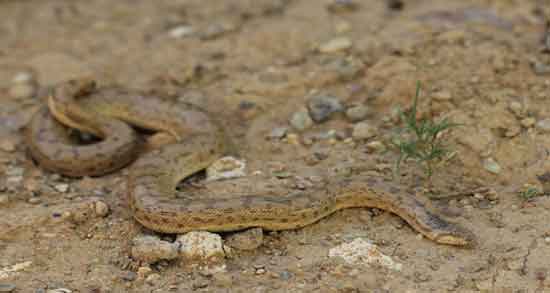 خواص گوشت مار برای زنان باردار و تاثیر خوردن گوشت مار برای سلامت جنین و زن باردار خواص گوشت مار برای زنان باردار ؛ تاثیر خوردن گوشت مار برای سلامت جنین و زن باردار