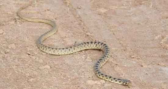 خواص گوشت مار برای سرطان و روش استفاده از گوشت مار برای درمان سرطان خواص گوشت مار برای سرطان ؛ روش استفاده از گوشت مار برای درمان سرطان