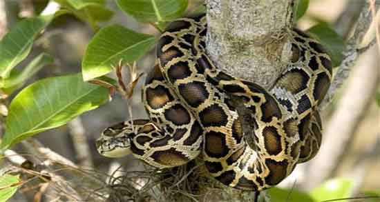 خواص گوشت مار برای نوزاد و همه چیز درباره خاصیت دادن گوشت مار به نوزاد خواص گوشت مار برای نوزاد ؛ همه چیز درباره خاصیت دادن گوشت مار به نوزاد