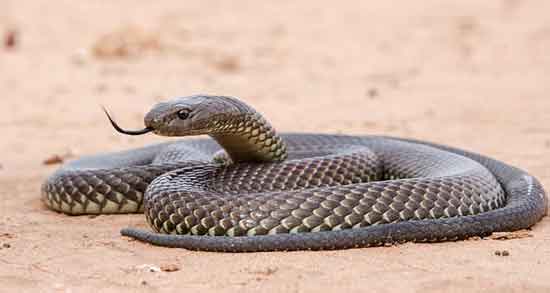 خواص گوشت مار برای کرونا و پیشگیری و مقابله با ویروس کرونا با مصرف گوشت مار خواص گوشت مار برای کرونا ؛ پیشگیری و مقابله با ویروس کرونا با مصرف گوشت مار