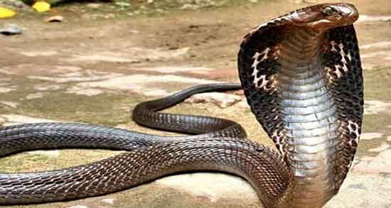 خواص گوشت مار برای کودکان و خوردن گوشت مار چه خواصی برای کودکان دارد خواص گوشت مار برای کودکان ؛ خوردن گوشت مار چه خواصی برای کودکان دارد