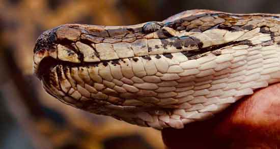 خواص گوشت مار در بارداری و خوردن گوشت مار چه فوایدی در بارداری دارد خواص گوشت مار در بارداری ؛ خوردن گوشت مار چه فوایدی در بارداری دارد