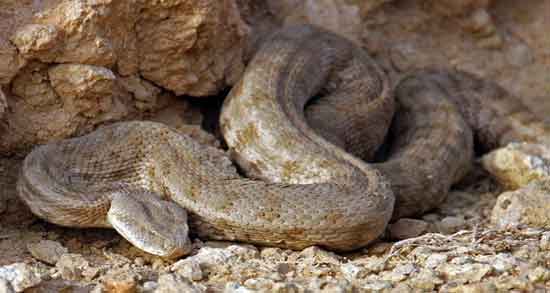 خواص گوشت مار در روایات و بررسی خاصیت گوشت مار در روایات و سخنان بزرگان خواص گوشت مار در روایات ؛ بررسی خاصیت گوشت مار در روایات و سخنان بزرگان