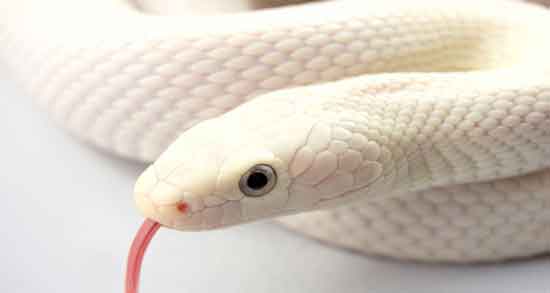 خواص گوشت مار در طب اسلامی و فواید مصرف گوشت مار از نظر طب اسلامی خواص گوشت مار در طب اسلامی ؛ فواید مصرف گوشت مار از نظر طب اسلامی