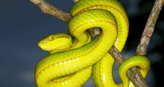 خواص گوشت مار در طب سنتی و آشنایی با خواص درمانی گوشت مار از دیدگاه طب سنتی خواص گوشت مار در طب سنتی ؛ آشنایی با خواص درمانی گوشت مار از دیدگاه طب سنتی