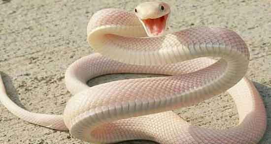 خواص گوشت مار ها و استفاده از گوشت مار چه فوایدی دارد خواص گوشت مار ها ؛ استفاده از گوشت مار چه فوایدی دارد