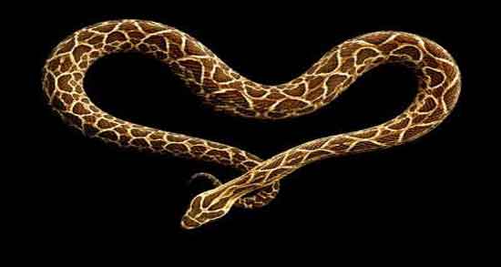 خواص گوشت مار چیست و همه چیز درباره خواص درمانی و فواید مصرف گوشت مار خواص گوشت مار چیست ؛ همه چیز درباره خواص درمانی و فواید مصرف گوشت مار