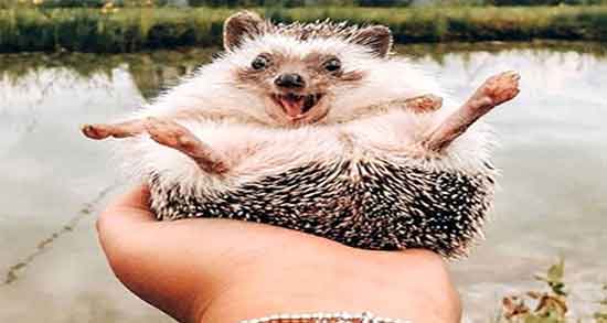 خواص گوشت چوله یا تشی و فواید گوشت چوله یا تشی برای کمر درد خواص گوشت چوله یا تشی ؛ فواید گوشت چوله یا تشی برای کمر درد