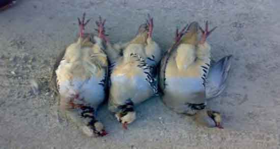 خواص گوشت کبک برای زنان باردار و ارزش غذایی مصرف گوشت کبک در بارداری خواص گوشت کبک برای زنان باردار ؛ ارزش غذایی مصرف گوشت کبک در بارداری