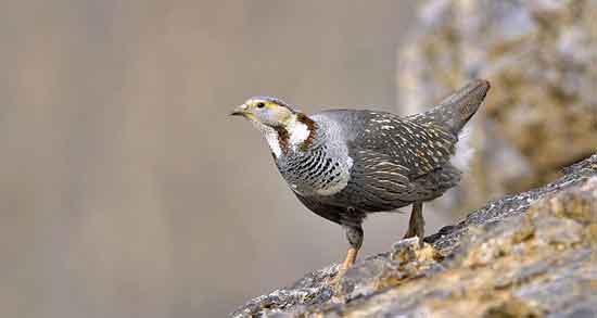 خواص گوشت کبک و بلدرچین و وجود مواد معدنی و ویتامین های فراوان در گوشت کبک و بلدرچین خواص گوشت کبک و بلدرچین ؛ وجود مواد معدنی و ویتامین های فراوان در گوشت کبک و بلدرچین