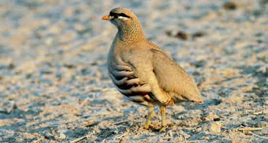 خواص گوشت کبک و تیهو و هبود عملکرد کلیه ها با مصرف گوشت کبک و تیهو خواص گوشت کبک و تیهو ؛ هبود عملکرد کلیه ها با مصرف گوشت کبک و تیهو