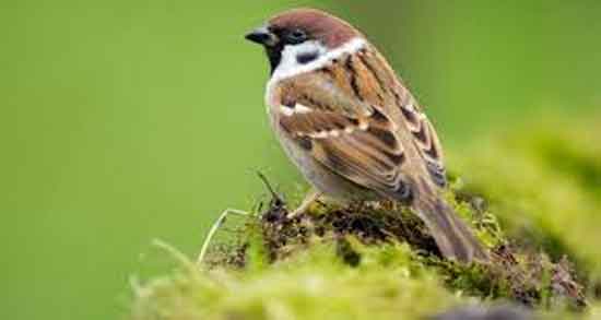 خواص گوشت گنجشک برای زن باردار و فواید درمانی گوشت گنجشک در دوران بارداری خواص گوشت گنجشک برای زن باردار ؛ فواید درمانی گوشت گنجشک در دوران بارداری