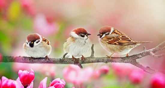 خواص گوشت گنجشک برای نوزاد ؛ خاصیت درمانی گوشت گنجشک برای سلامت نوزاد خواص گوشت گنجشک برای نوزاد ؛ خاصیت درمانی گوشت گنجشک برای سلامت نوزاد