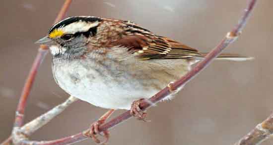 خواص گوشت گنجشک و کبوتر و آشنایی با خواص و فواید مصرف گوشت گنجشک و کبوتر خواص گوشت گنجشک و کبوتر ؛ آشنایی با خواص و فواید مصرف گوشت گنجشک و کبوتر