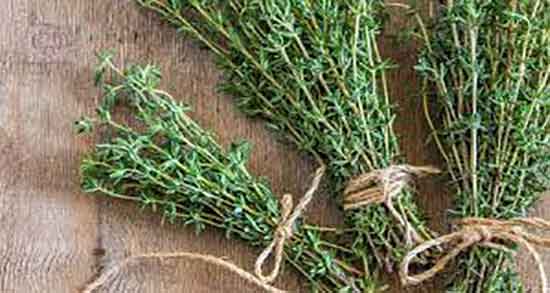 خواص گیاه اورگانو ؛ درمان بیماری های دهان و دندان با گیاه اورگانو خواص گیاه اورگانو ؛ درمان بیماری های دهان و دندان با گیاه اورگانو