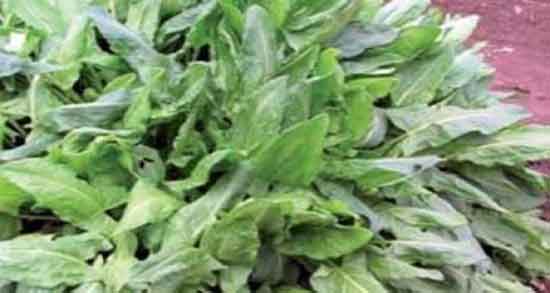 خواص گیاه ترشک برای پوست و ایا گیاه ترشک برای ماسک صورت خوبه خواص گیاه ترشک برای پوست ؛ ایا گیاه ترشک برای ماسک صورت خوبه