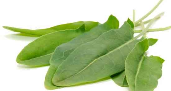 خواص گیاه ترشک در طب سنتی و فواید مصرف ترشک از نظر طب سنتی خواص گیاه ترشک در طب سنتی ؛ فواید مصرف ترشک از نظر طب سنتی